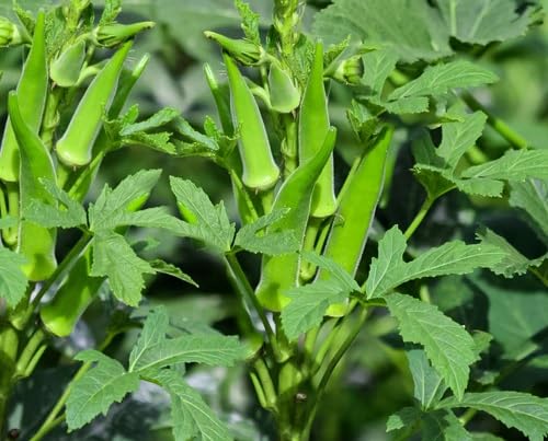 Semillas de Okra Verde – Variedad tradicional, sin transgénicos, alta germinación para jardín orgánico