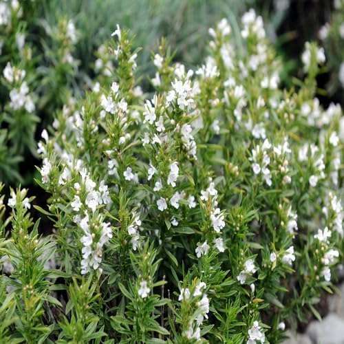 White Satureja Flower Seeds Heirloom Non-GMO High Germination Organic Garden Seeds for Planting