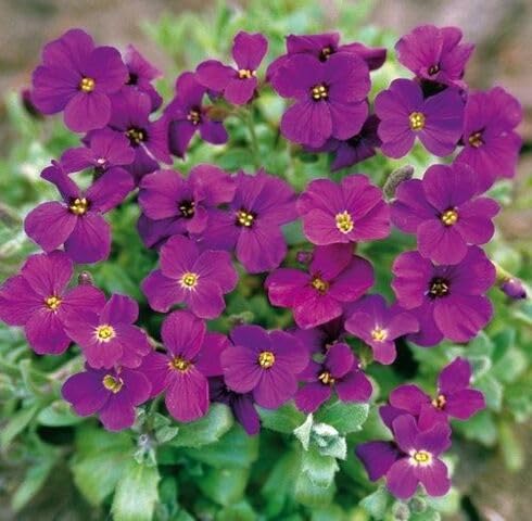 Violet Aubretia Flower Seeds – Heirloom Non-GMO High Germination Organic Garden Seeds