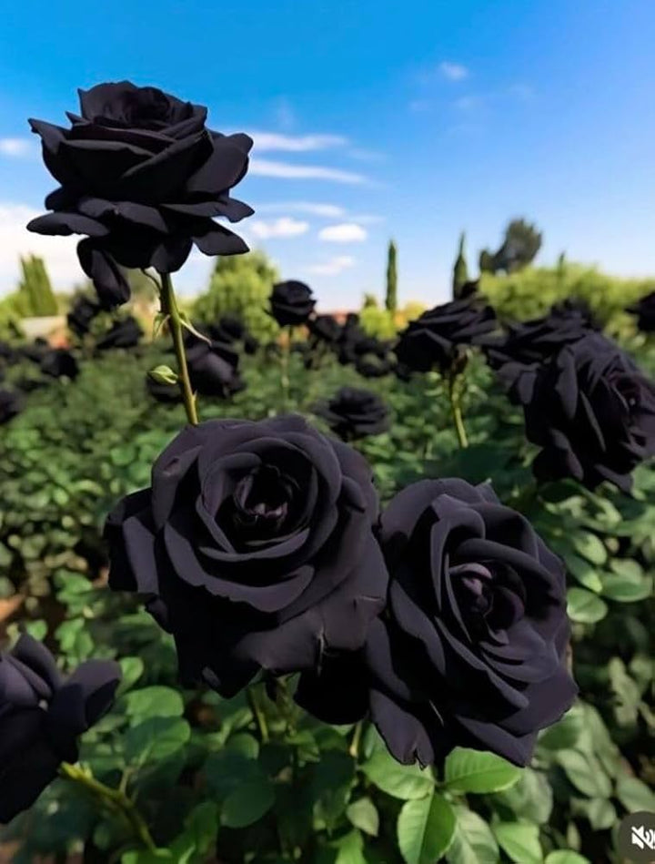 Black Rose Flower Seeds for Planting – Heirloom Non-GMO High Germination Organic Seeds