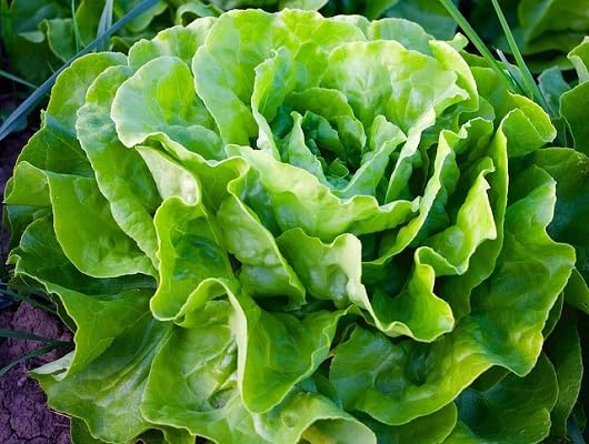 Lettuce Seeds – Heirloom, Non-GMO, High Germination Organic Garden Seeds Planting