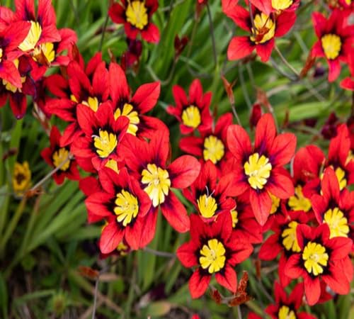 Red Sparaxis Flower Seeds – Heirloom, Non-GMO, High Germination Organic Garden Seeds