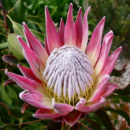 Pink Protea Flower Seeds for Planting – Heirloom Non-GMO High Germination Organic Garden Seeds