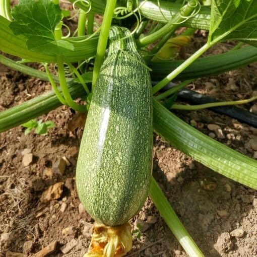 Squash Seeds – Heirloom, Non-GMO, High Germination Organic Garden Seeds Planting