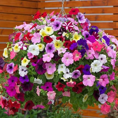 Mixed Climbing Calibrachoa Flower Seeds – Heirloom, Non-GMO, High Germination Seeds