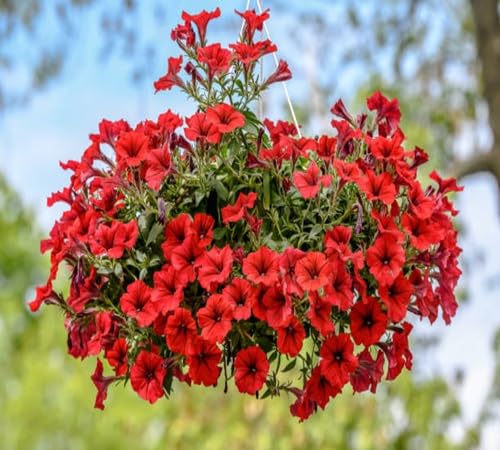 Rote Petunien-Blumensamen, alte Sorte, gentechnikfrei, hohe Keimfähigkeit, Bio-Gartensamen
