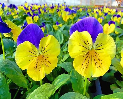 Yellow Pansy Flower Seeds Heirloom Non-GMO High Germination Organic Seeds