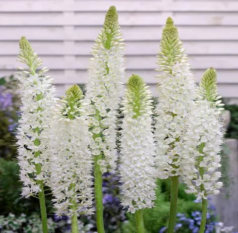 white eremurus flower seeds