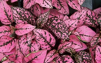 pinkpolkaheirloomnongmo flower seeds