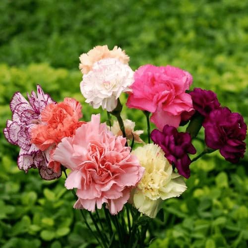 Mixed Dianthus Flower Seeds – Heirloom, Non-GMO, High Germination Organic Garden Seeds for Planting