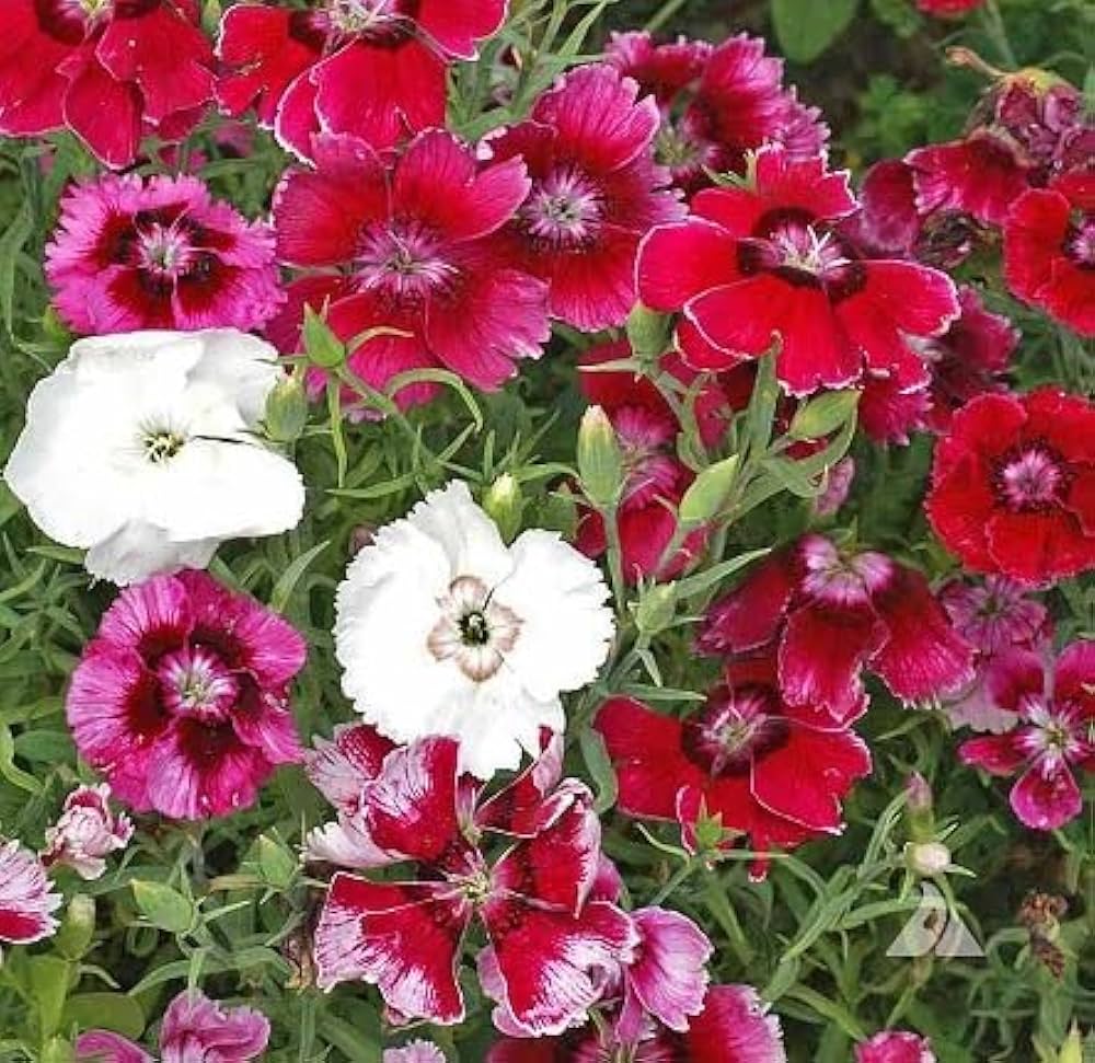 dianthus groundcover flower seeds
