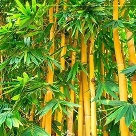 Green Bamboo herb seeds