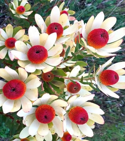 Leucadendron Flower Seeds – Heirloom, Non-GMO, High Germination Organic Garden Seeds for Planting
