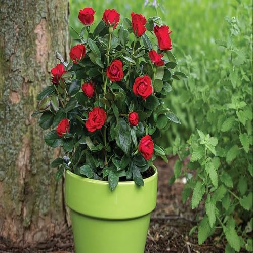 Giant Red Rose Flower Seeds for Planting – Heirloom Non-GMO High Germination Organic Garden Seeds