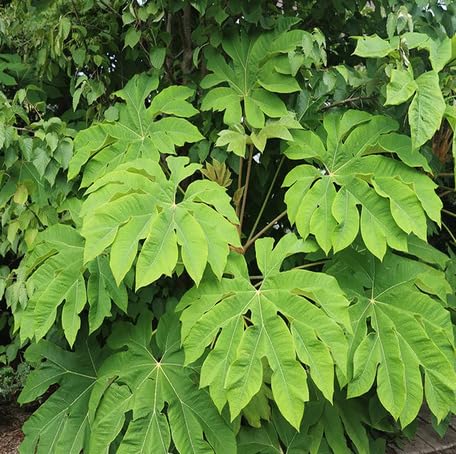 greentetrapanaxheirloomnongmo flower seeds