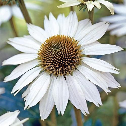 Cone Flower Seeds White for Planting – Heirloom Non-GMO High Germination Seeds