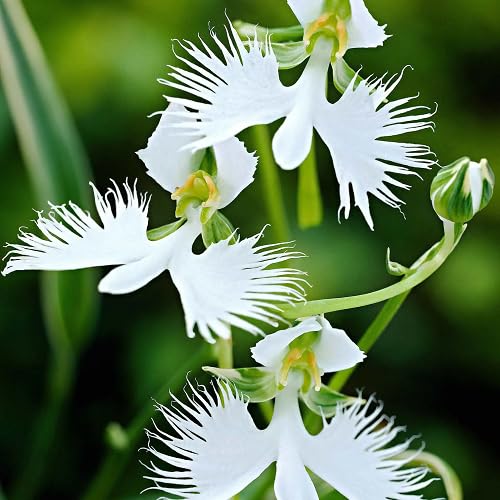 White Pecteilis Flower Seeds for Planting – Heirloom, Non-GMO, High Germination