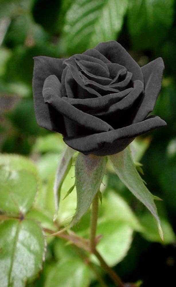 Rose Blumensamen Schwarz zum Pflanzen – Alte Sorte Gentechnikfrei Hohe Keimfähigkeit Bio-Samen
