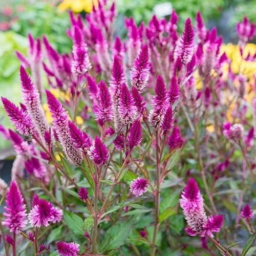 Pink Spicata Flower Seeds for Planting – Heirloom Non-GMO High Germination Organic Garden Seeds