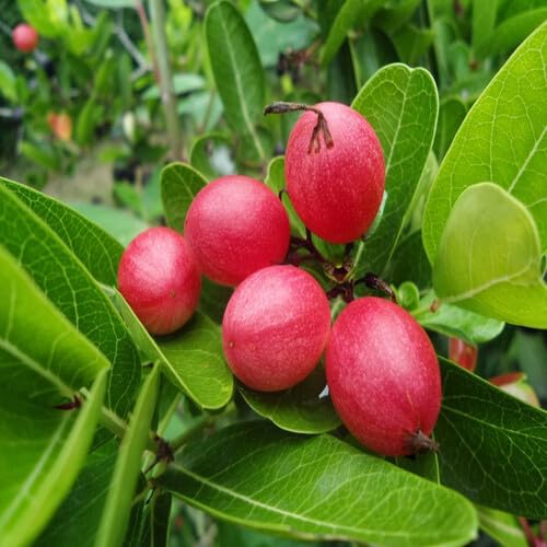 Red Carandas Seeds – Heirloom, Non-GMO, High Germination Organic Garden Seeds
