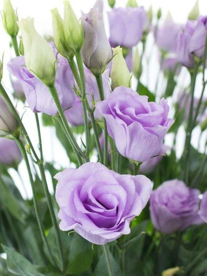 Purple Lisianthus Flower Seeds – Heirloom, Non-GMO, High Germination Organic Garden Seeds for Planting Seeds for Planting