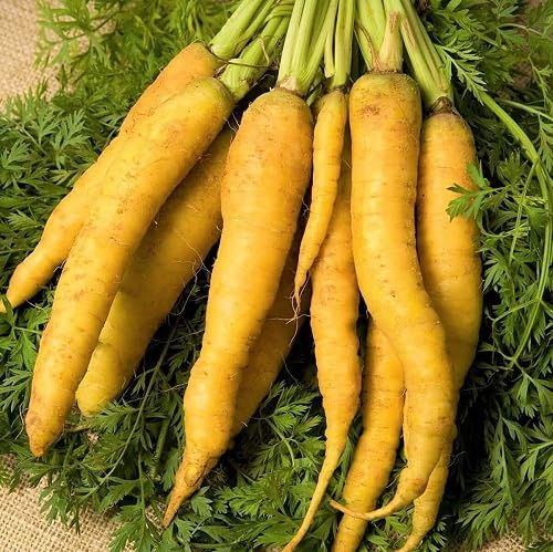 Yellow Carrot Seeds – Heirloom, Non-GMO, High Germination Organic Garden Seeds Planting