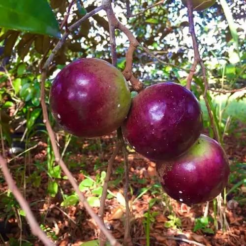 Rosa Apfelsamen – Alte Sorte, gentechnikfrei, hohe Keimfähigkeit, Bio-Gartensamen