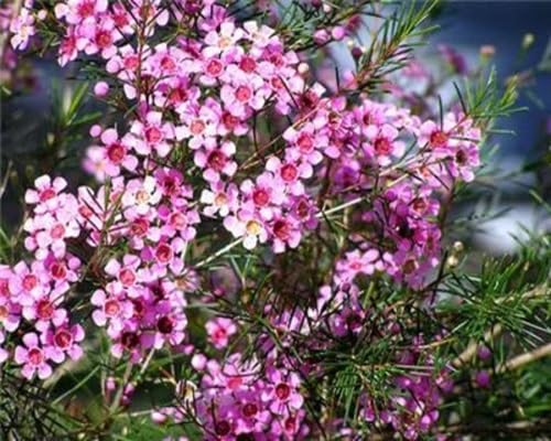 Rosa Chamelaucium Uncinatum Blumensamen – Alte Sorte, gentechnikfrei, hohe Keimfähigkeit, Bio-Gartensamen zum Pflanzen
