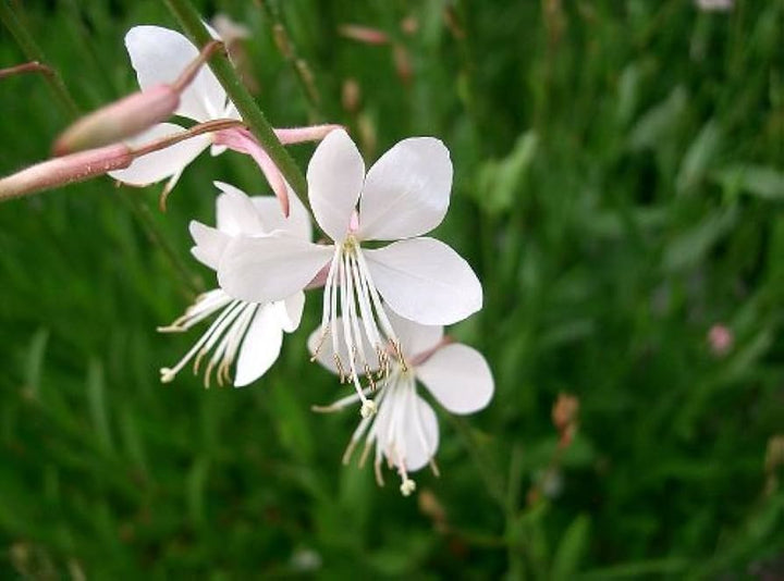 Gaura coccinea Flower Seeds White – Heirloom, Non-GMO, High Germination Seeds