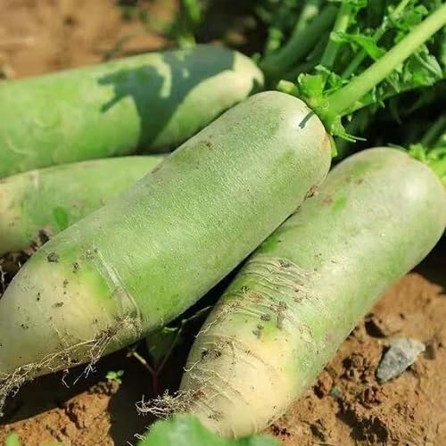 Green Radish Seeds – Heirloom, Non-GMO, High Germination Organic Garden Seeds Planting