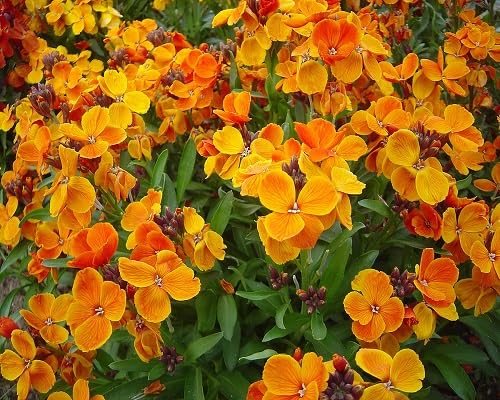 Orange Cheiranthus Flower Seeds – Heirloom, Non-GMO, High Germination Organic Garden Seeds for Planting