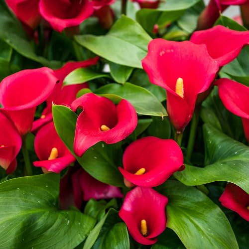 Red Bonsai Calla Lily Flower Seeds Heirloom Non-GMO High Germination Organic Garden Seeds for Planting
