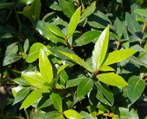 bay laurel heirloom non-gmo seeds