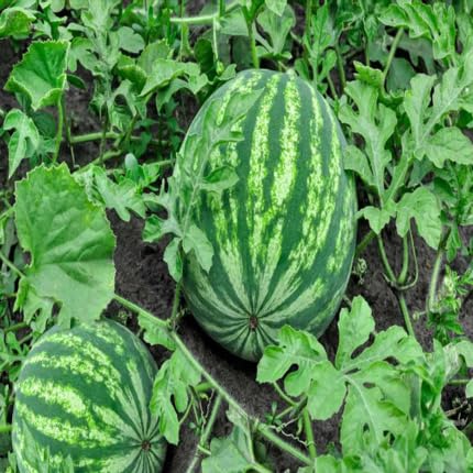 Green Watermelon Seeds – Heirloom, Non-GMO, High Germination Organic Garden Seeds