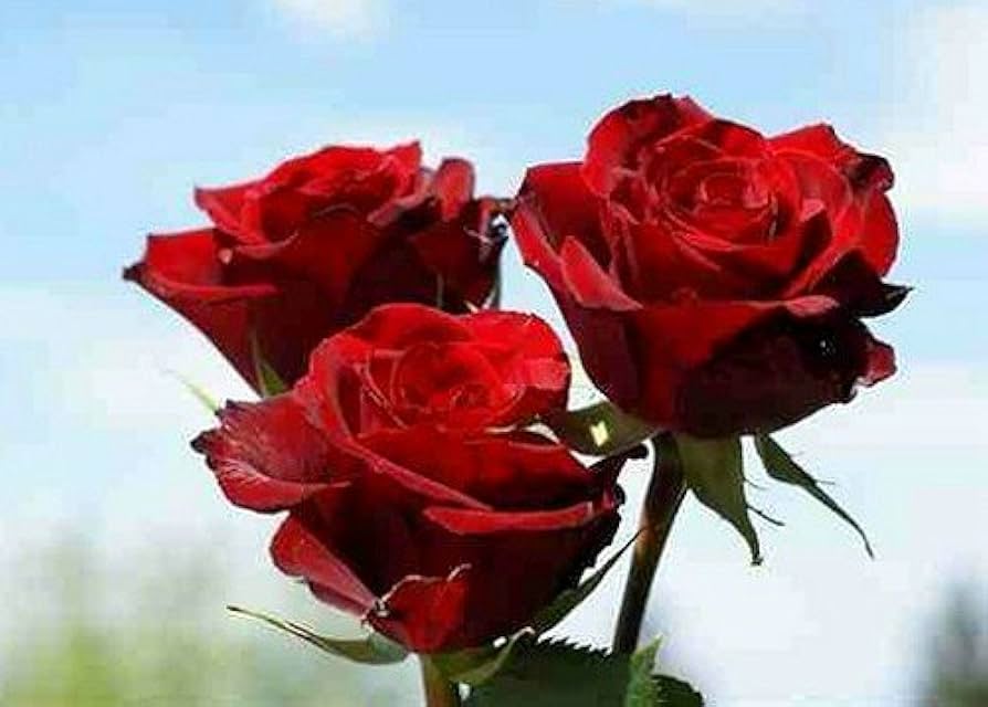 Red Double Fire Bush Rose Seeds for Planting