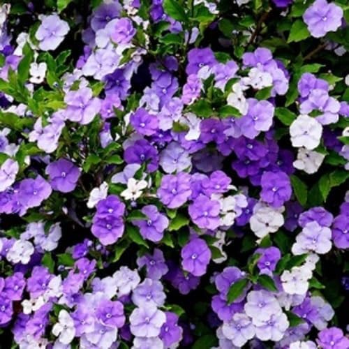 Purple Brunfelsia Pauciflora Flower Seeds for Planting Heirloom Non-GMO High Germination Organic Garden Seeds