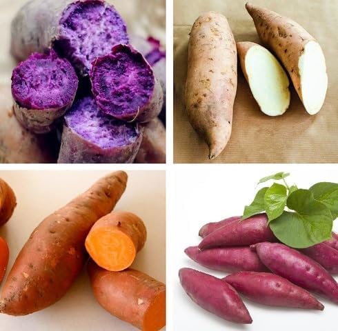 Mixed Sweet Potato Seeds – Heirloom, Non-GMO, High Germination Organic Garden Seeds Planting