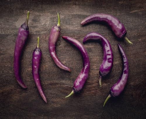 Purple Chilli Seeds – Heirloom, Non-GMO, High Germination Organic Garden Seeds Planting