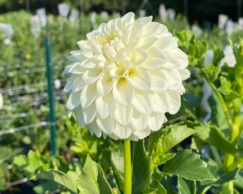 White Perennial Flower Seeds for Planting | Heirloom Non-GMO High Germination Organic Garden Seeds