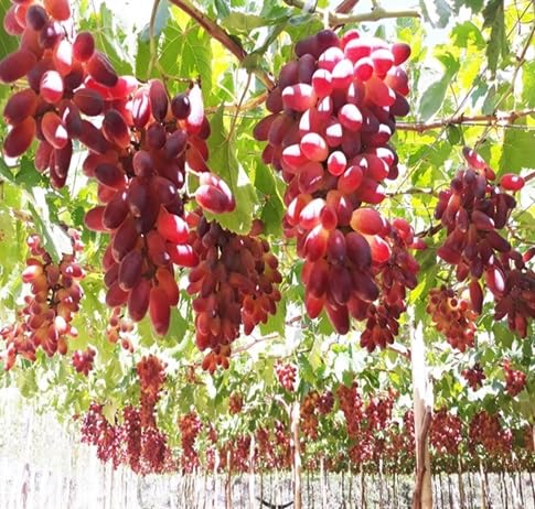 Finger Grape Seeds – Heirloom, Non-GMO, High Germination Organic Garden Seeds