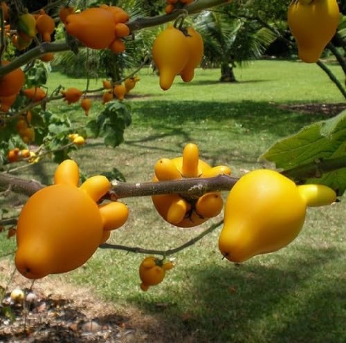 Orange Solanum Mammosum Seeds for Planting – Heirloom Non-GMO High Germination Organic Garden Seeds
