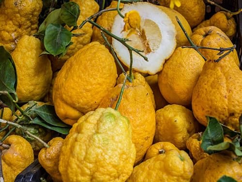 Yellow Citron Seeds – Heirloom, Non-GMO, High Germination Organic Garden Seeds