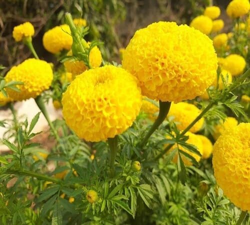 Yellow Marigold Flower Seeds – Heirloom, Non-GMO, High Germination Organic Seeds
