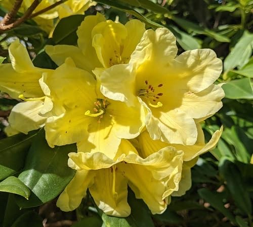 Giant Rhododendron Yellow Flower Seeds for Planting – Heirloom Non-GMO High Germination Organic Garden Seeds