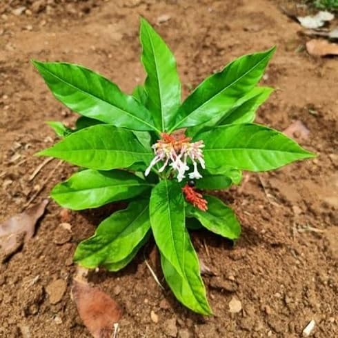 green sarpagandha flower seeds