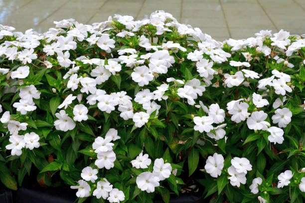 Impatiens Flower Seeds – Heirloom, Non-GMO, High Germination Organic Garden Seeds for Planting