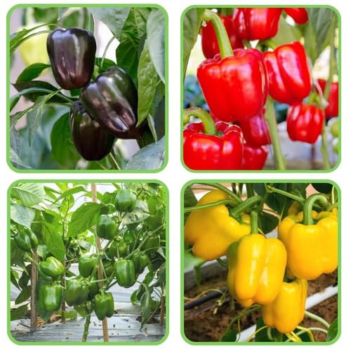 Mixed Pepper Seeds Heirloom Non-GMO High Germination Organic Garden Seeds for Planting