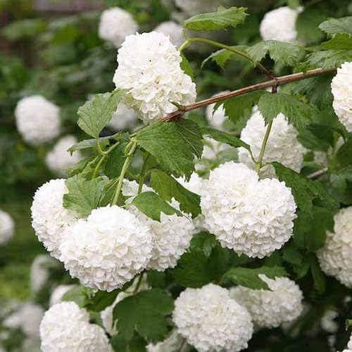White Viburnum Flower Seeds – Heirloom, Non-GMO, High Germination Organic Seeds