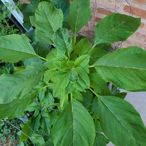 Callaloo Green Seeds – Heirloom, Non-GMO, High Germination Organic Garden Seeds Planting