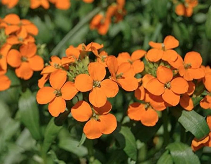 Orange Cheiranthus Allionii Flower Seeds – Heirloom, Non-GMO, High Germination Seeds